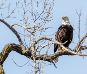 2016 04 09 Eagles 014